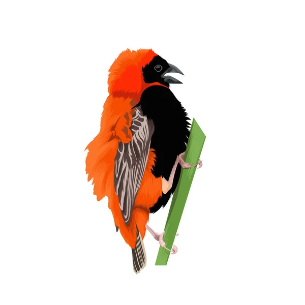 Southern Red Bishop Bird Vector — Stock Vector