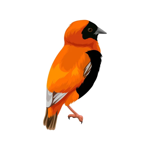 Évêque Rouge Sud Oiseau — Image vectorielle