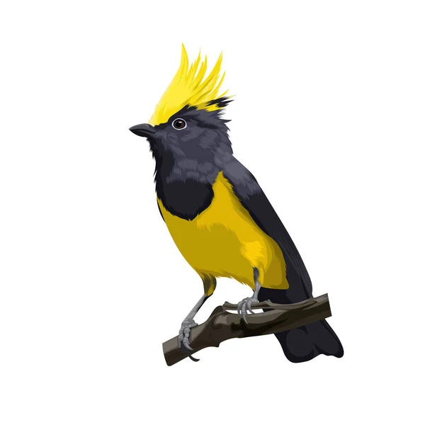 Sultan Tit Bird Vector — Image vectorielle