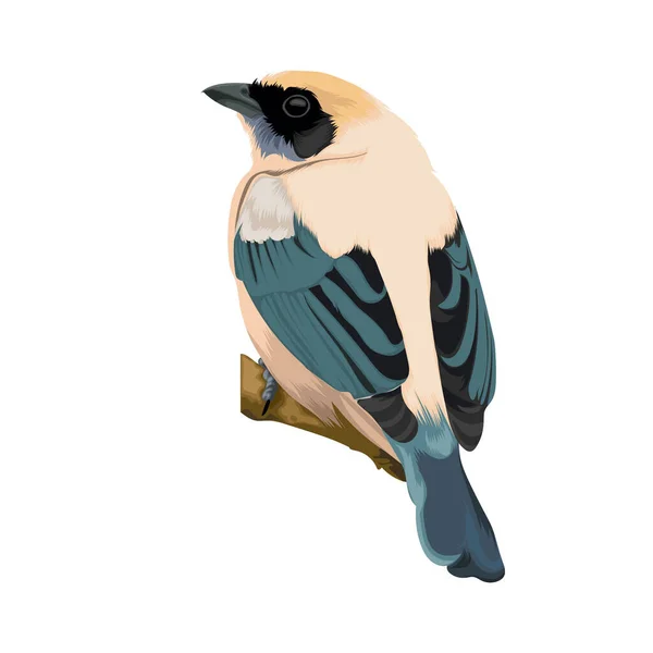 Vogelvektor Tangara Cayana — Stockvektor
