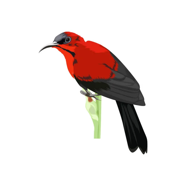 Crimson Zonnevogel Vector Illustratie — Stockvector