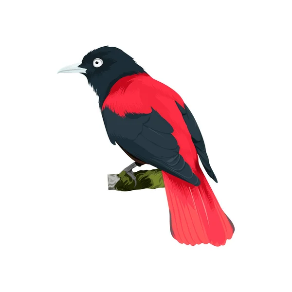 Illustration Vectorielle Oiseau Orioles Marron — Image vectorielle