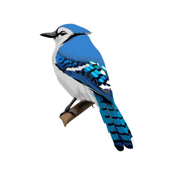 Bluejay Pássaro Vetor Ilustração — Vetor de Stock