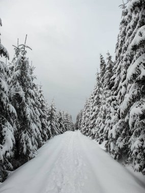 Karlı ağaçlı kış ormanı yolu.