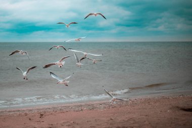 Martılar denizin üzerinde uçuyor.