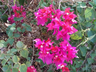 Bougainvillea Spektabilis 'in cilveli görüntüsü aynı zamanda Great bougainvillea olarak da bilinir. Hindistan' da parlak bir yaz gününde güzel ve canlı pembe çiçekleri olan ahşap bir sarmaşık.