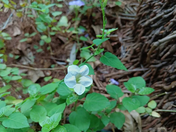 Draufsicht Auf Schöne Lebendige Weiße Asystasia Gangetica Blume Die Auch — Stockfoto
