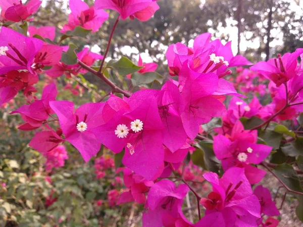 Vista Perto Inflorescência Bougainvillea Spectabilis Também Conhecido Como Grande Bougainvillea — Fotografia de Stock