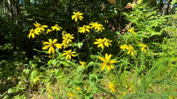 Parche Flores Silvestres — Foto de Stock