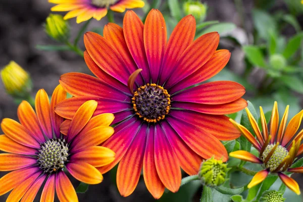 Güzel sarı, pembe, kırmızı Osteospermum ecklonis (Spaanse margriet) - yaz bahçesinde bir çiçeğe yakın çekim