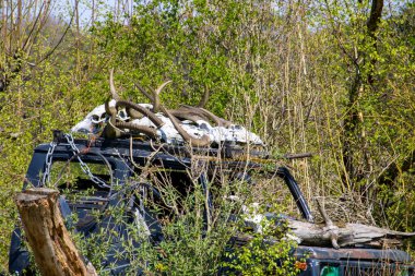 Ormanda saklanan kaçak avcıların arabası. Arabanın çatısında korunan türlerin kafatasları var..