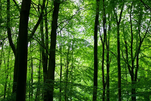 Sabahın köründe orman uyandığında, doğa sihirlidir..