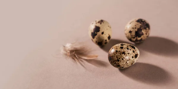 Jaja Przepiórcze Brązowymi Piórami Beżowym Kreatywnym Minimalnym Tle — Zdjęcie stockowe