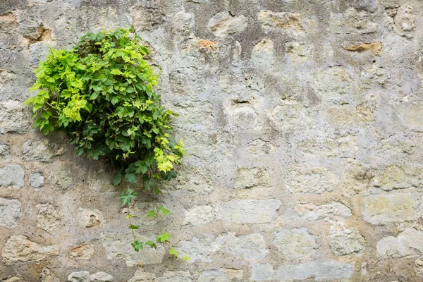Αναρρίχηση φυτό, πράσινο κισσός αυξάνεται σε αντίκες τοίχο από παλιά σπίτι — Φωτογραφία Αρχείου
