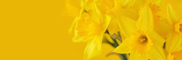 Krásné Panoramatické Jaro Příroda Pozadí Daffodil Květiny Daffodils Květiny Detailní — Stock fotografie