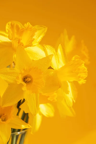 Daffodils Květiny Stojící Průhledné Váze Žluté Stěny Krásné Žluté Jarní — Stock fotografie