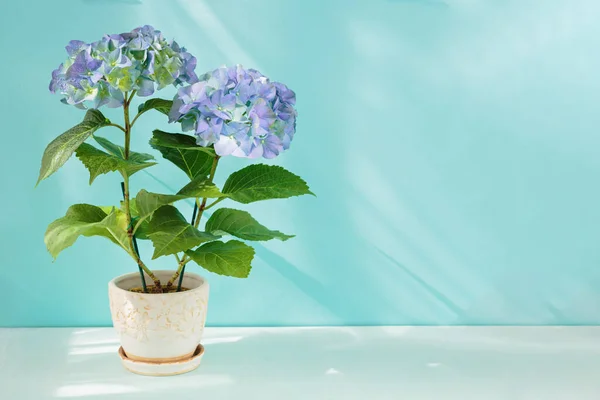 Purple Blooming Hydrangea Flower Copy Space Text — Stock Photo, Image