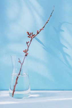 Minimalizm tarzında kompozisyon. Vazoda tomurcukları olan kuru bir elma dalı açık mavi bir zemin üzerinde gölgeler ve güneş ışığıyla