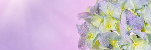 Beautiful Panoramic Spring Nature Background Blooming Hydrangea Flowers Hortensia Flowers — Stock Photo, Image