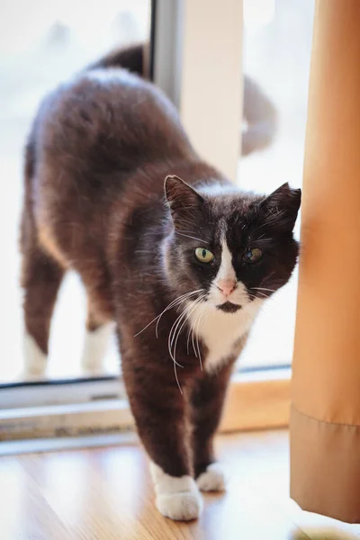 Ασπρόμαυρη Γάτα Σκισμένο Αυτί Και Πληγωμένο Μάτι Κάθεται Μια Πόρτα — Φωτογραφία Αρχείου