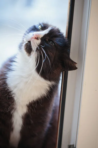 Black White Cat Torn Ear Sore Eye Sits Doorway — 图库照片
