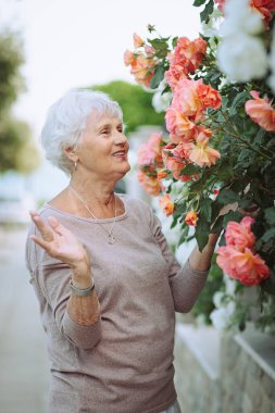Yaşlı kadın renkli güllerle güzel çalılara hayran. Büyük hanım şehirde gezintiye çıkmış, çiçekleri inceliyor.