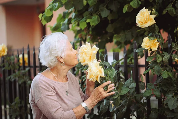 Elderly Woman Admiring Beautiful Bushes Yellow Roses Senior Lady Walk — Stock Photo, Image