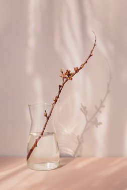 Minimalizm tarzında kompozisyon. Vazoda tomurcukları olan kuru bir elma dalı gölgeli ve güneşli doğal bir arka planda.