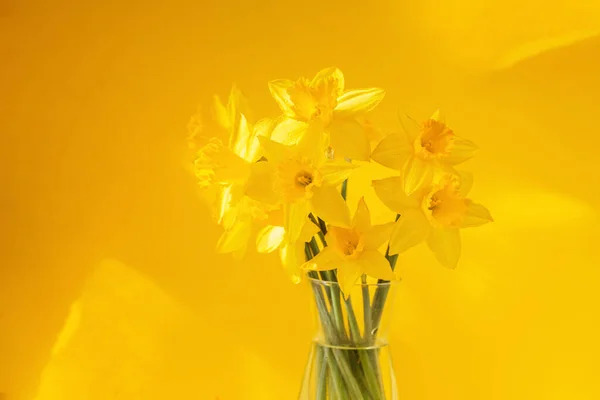 Daffodils Bloemen Staan Een Transparante Vaas Tegen Gele Muur Mooie — Stockfoto