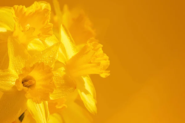 Close Daffodils Flowers Yellow Background Beautiful Yellow Spring Background Greeting — Stock Photo, Image