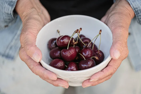 Hands of an elderly woman holding a bowl of ripe cherries