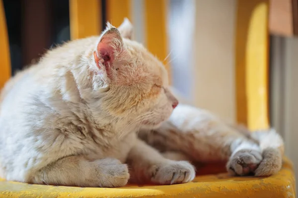 Pejmürde bir ağızlık takmış kırmızı sokak kedisi dışarıda bir sandalyede uyuyor.