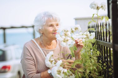 Yaşlı bir kadın beyaz güllerle güzel çalılara hayran. Büyük hanım şehirde gezintiye çıkmış, çiçekleri inceliyor.