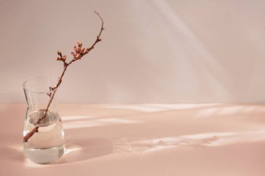 Minimalizm tarzında kompozisyon. Vazoda tomurcukları olan kuru bir elma dalı gölgeli ve güneşli doğal bir arka planda.