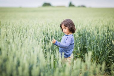 Küçük yakışıklı erkek bebek tarlada yürüyor ve kulakları inceliyor.
