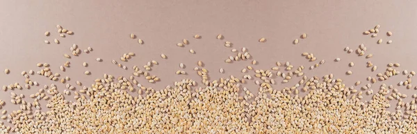 Organic uncooked pearl barley panoramic long banner top view. Grains of raw dried broken barley cereal grain as an abstract texture background.