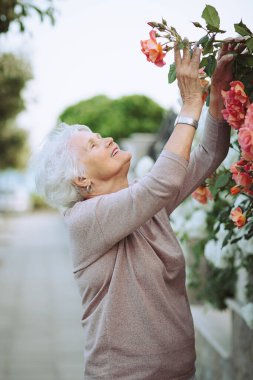 Yaşlı kadın renkli güllerle güzel çalılara hayran. Büyük hanım şehirde gezintiye çıkmış, çiçekleri inceliyor.