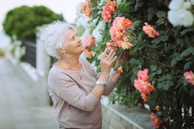 Yaşlı kadın renkli güllerle güzel çalılara hayran. Büyük hanım şehirde gezintiye çıkmış, çiçekleri inceliyor.