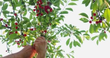 Erkek eli kapalı bahçede olgun kirazları topluyor.