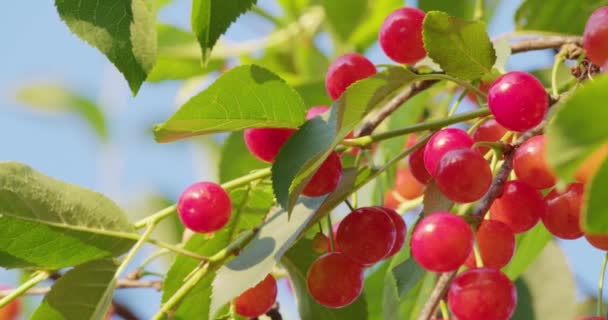 Солодкі дикі вишні, що ростуть на дереві в саду — стокове відео