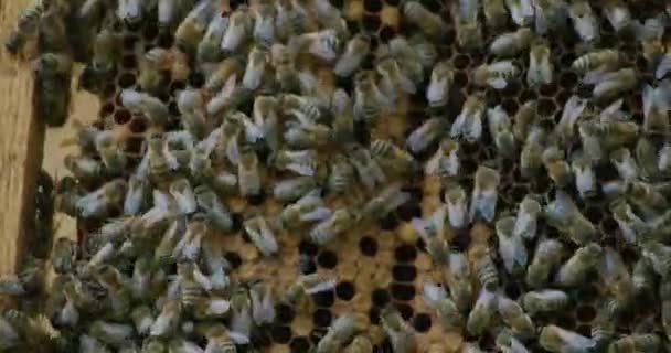 Sluiten van wilde bijen zwermen op honingraten — Stockvideo