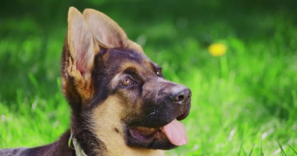 Leuke duitse herder puppy liggend in gras — Stockvideo