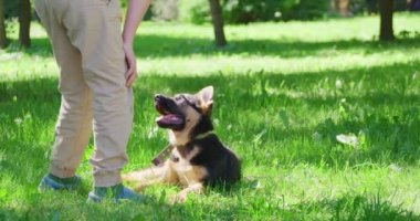 Parkta siyah ve kahverengi köpek yavrusuyla oynayan mutlu çocuk.
