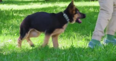 Çocuk ve yavru köpek parkta birlikte eğleniyorlar.