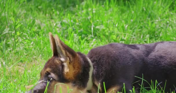 遊び心のある小さな犬が嗅ぎ回って公園を見て回る — ストック動画