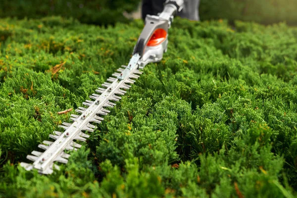 Jardinero masculino usando recortador eléctrico para cortar arbustos — Foto de Stock