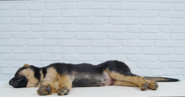 Dunkler Hund mit braunen Pfoten von Schäferhund-Rasse schläft. — Stockvideo