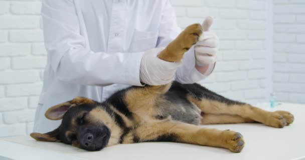 Állatorvos ellenőrző kutya törött mancs fehér asztalon. — Stock videók