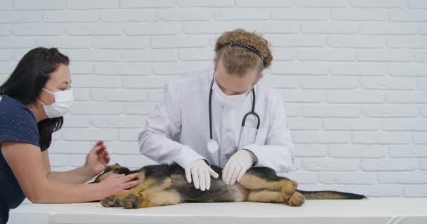 Veterinaria con asistente examinando vientre de perro pastor alemán. — Vídeos de Stock