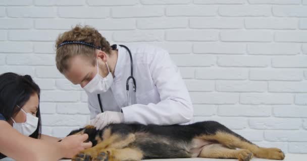 Kis pásztor az orvos vizsgálaton a tulajdonossal. — Stock videók